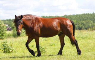 north-swedish-horse-breed-guide