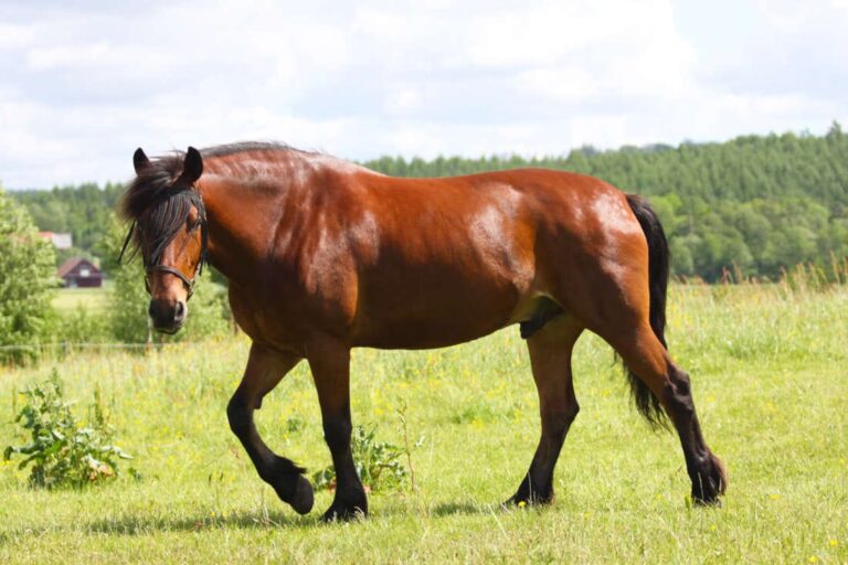north-swedish-horse-breed-guide