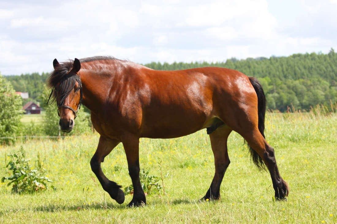 North Swedish Horse Breed Guide: Characteristics, Health & Nutrition