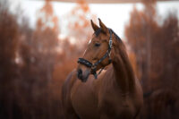 Prednisolone for Horses: Uses, Side Effects & Status in Competition