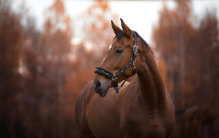 prednisolone-for-horses