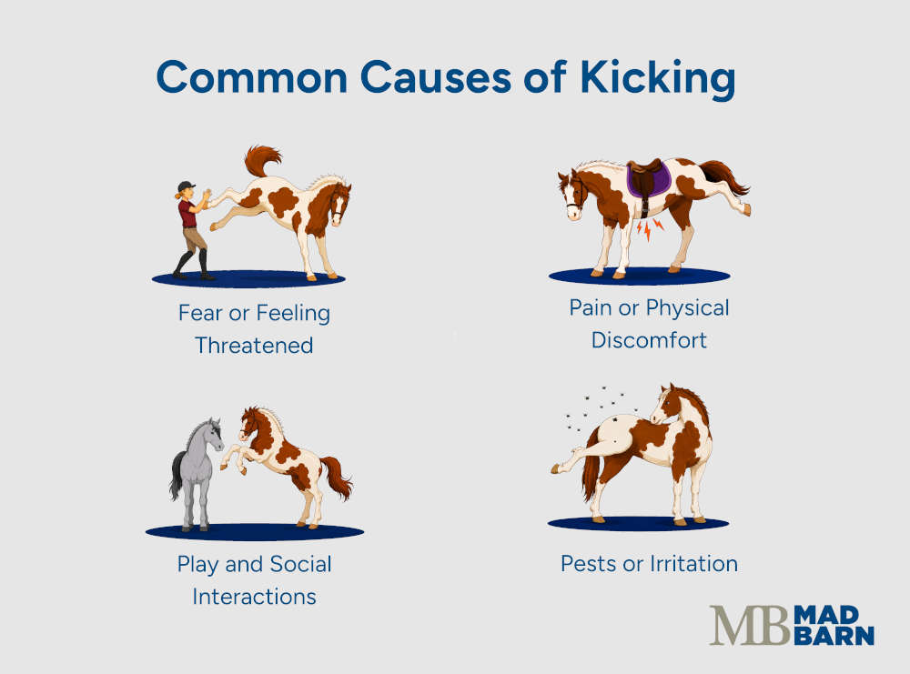 illustration reasons why horses kick