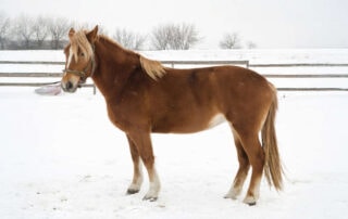 scandinavian-coldblood-trotter-breed-profile