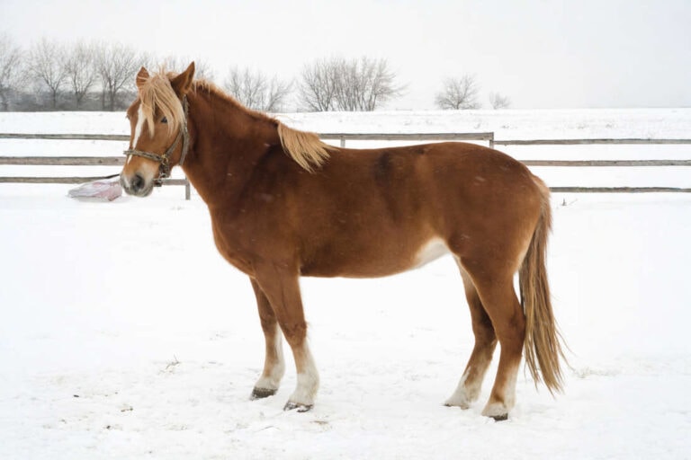 scandinavian-coldblood-trotter-breed-profile