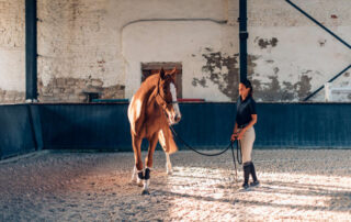 sending your horse in training