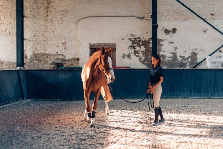 sending your horse in training