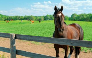 sglt2-inhibitors-for-horses