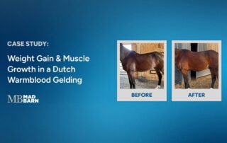 case study weight gain and muscle growth in a dutch warmblood gelding
