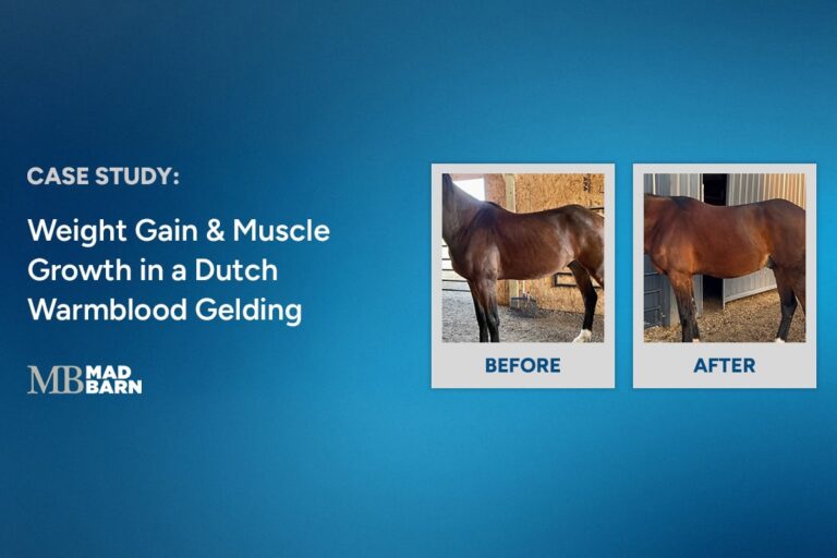 case study weight gain and muscle growth in a dutch warmblood gelding