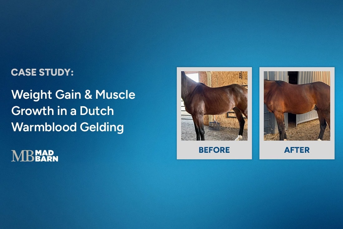 Case Study: Weight Gain & Muscle Growth in a Dutch Warmblood Gelding
