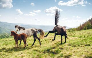 why-horses-kick-and-how-to-stop-it