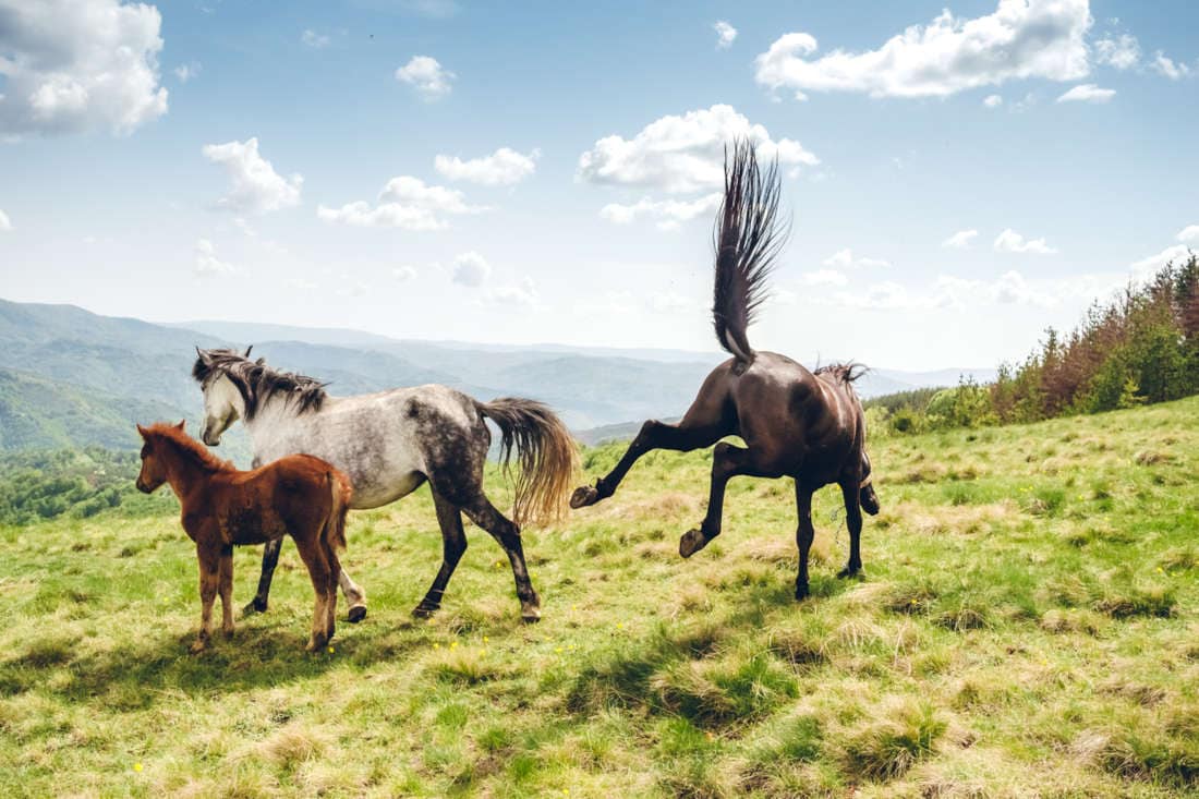 Why Do Horses Kick? Causes, Prevention & How to Stop Kicking
