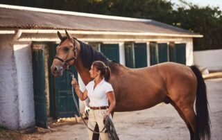 acetaminophen-for-horses