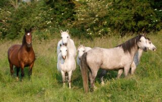 aging horses by their teeth