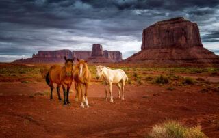 are-there-wild-horses-in-north-america