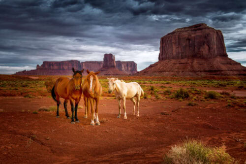 are-there-wild-horses-in-north-america