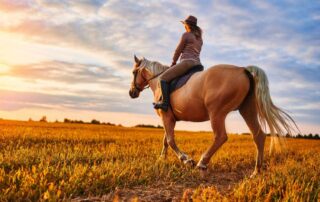 autumn crocus poisoning in horses