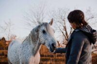 Black Locust Toxicity in Horses: Signs, Risk & Prevention