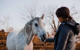 black-locust-poisoning-in-horses