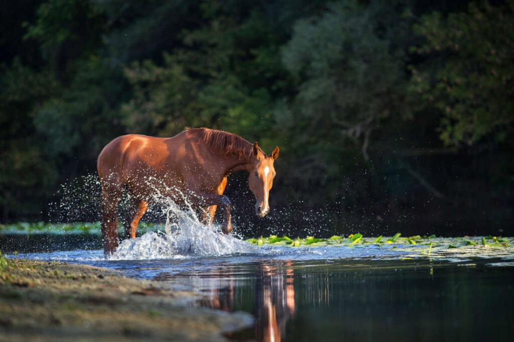 Blue-Green Algae (Cyanobacteria) Toxicity in Horses: Signs & Prevention