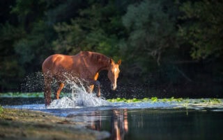 blue-green algae poisoning in horses