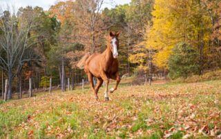 bracken-staggers-in-horses
