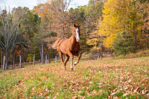 bracken-staggers-in-horses