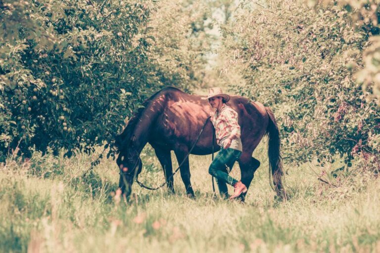 cannabis-poisoining-in-horses