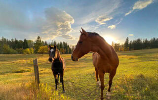 castor-bean-poisoning-in-horses