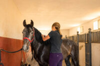 How to Braid Your Horse’s Mane: Video Tutorial & Tips for Show Braids