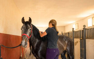 complete-guide-to-diy-horse-mane-braids