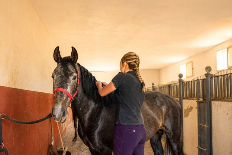 complete-guide-to-diy-horse-mane-braids