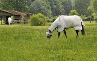 complete-guide-to-pest-control-for-horse-farms
