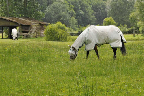 complete-guide-to-pest-control-for-horse-farms
