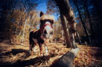 Drooling in Horses: Causes, Signs & Prevention of Excess Saliva