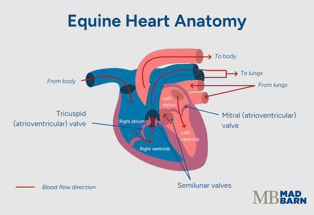 diagram of equine heart anatomy