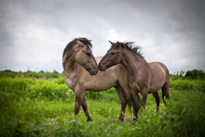 Horse Jaw Anatomy: Structure, Function & Related Conditions