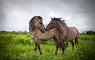 equine-jaw-anatomy-and-related-conditions