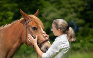 equine-tmj