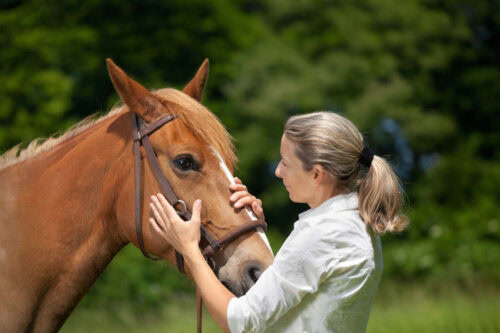 equine-tmj