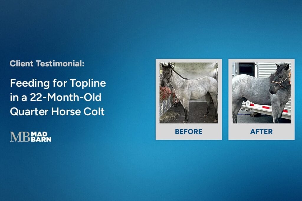 Client Testimonial: Feeding for Topline in a 22-Month-Old Quarter Horse Colt