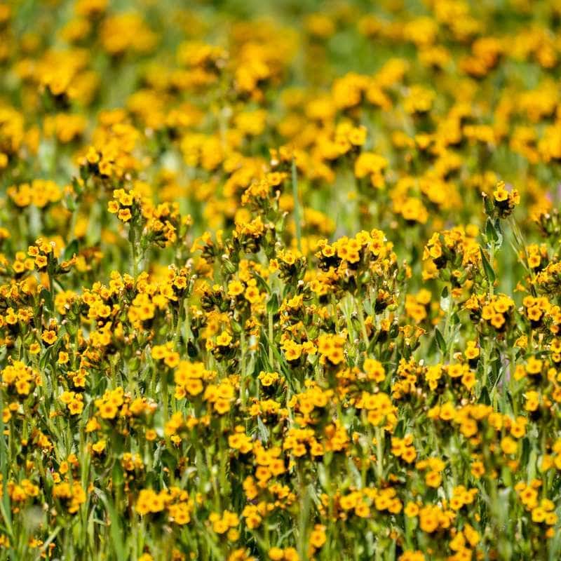 Fiddleneck flowers in field