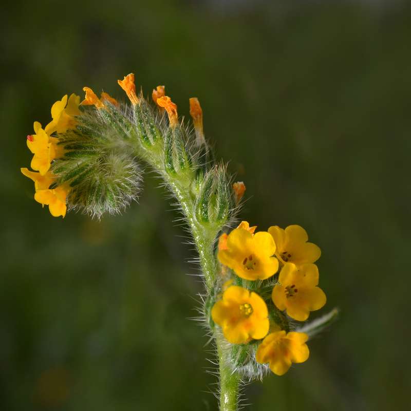 Fiddleneck flowers