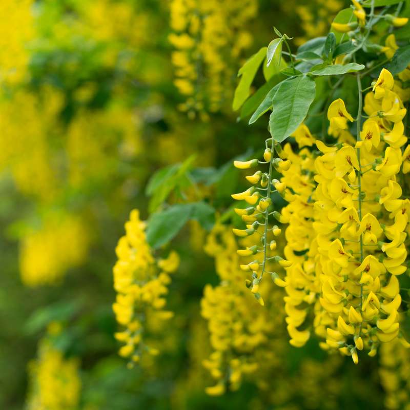 Golden Chain Tree flowers
