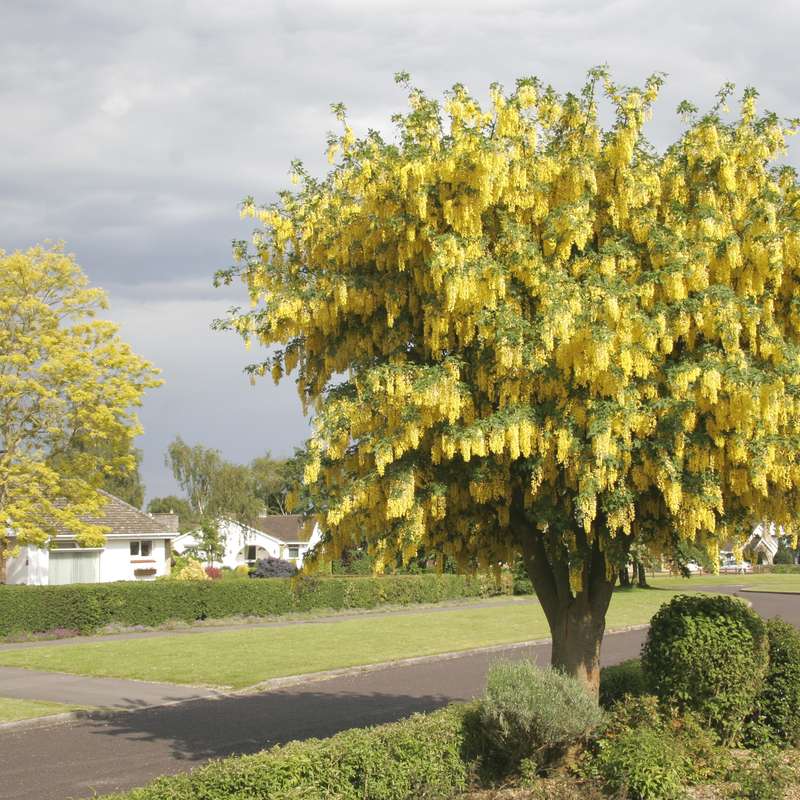 Golden Chain Tree