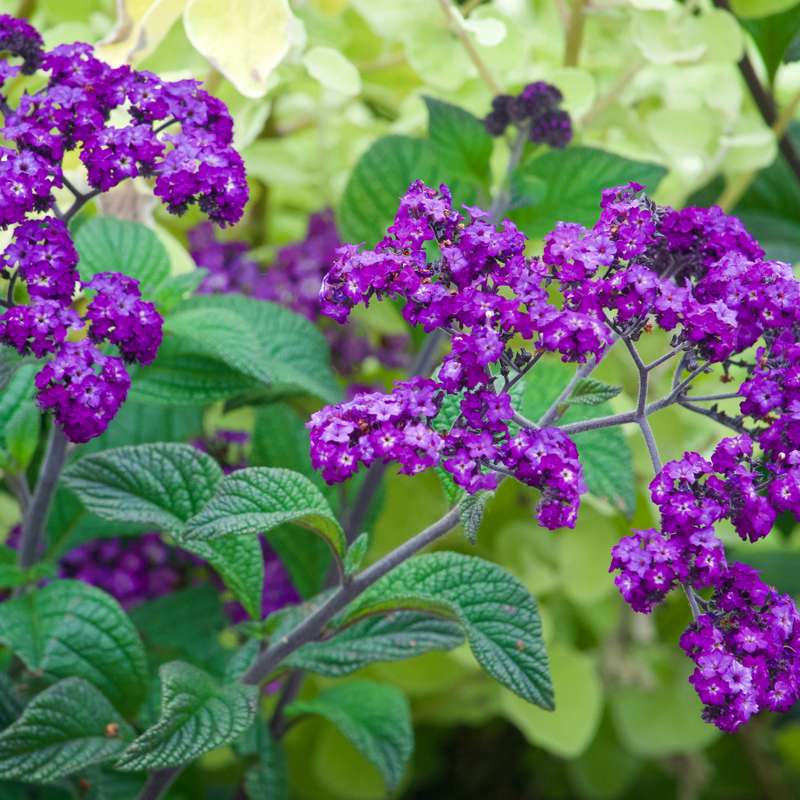 Heliotrope flowers