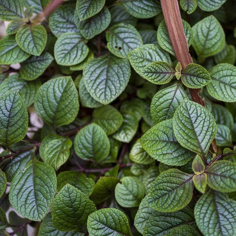 Heliotrope leaves
