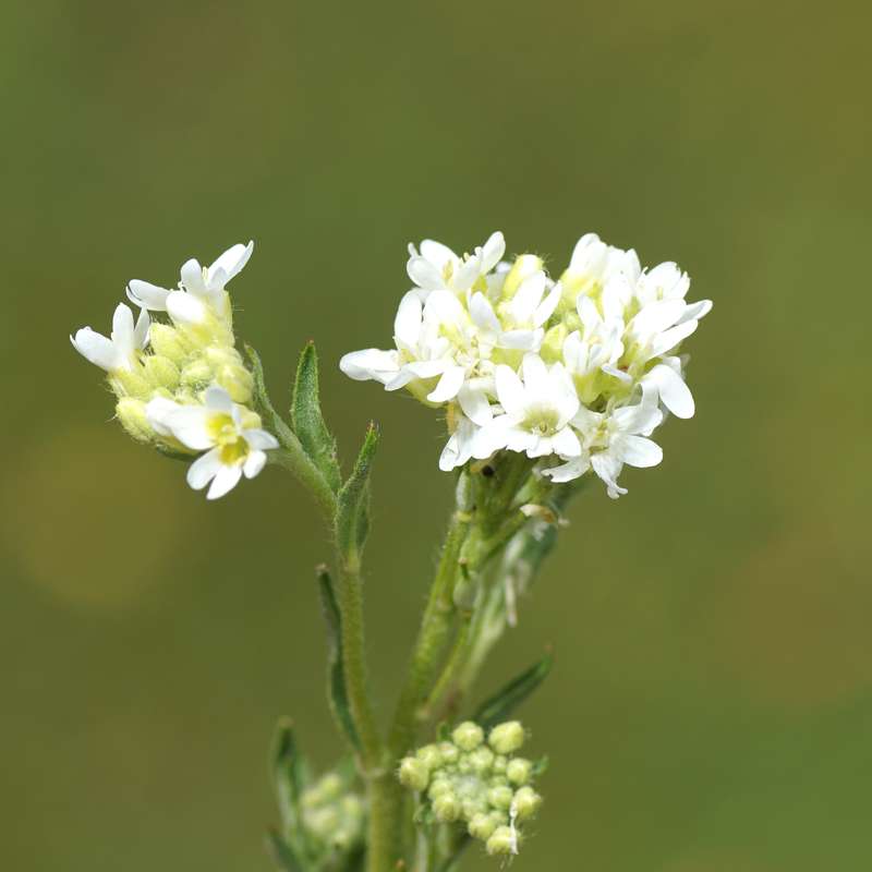 Hoary Alyssum flowers