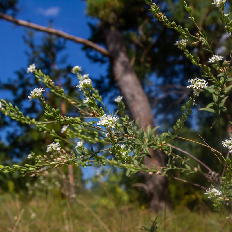 Hoary Alyssum plant