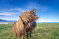 Horse Teeth Anatomy: Types, Function & Equine Dental Care